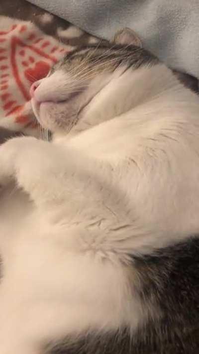 Smooshy Faced Fatty Catty Snores