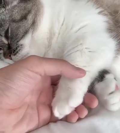 She wants her paw held when she sleeps