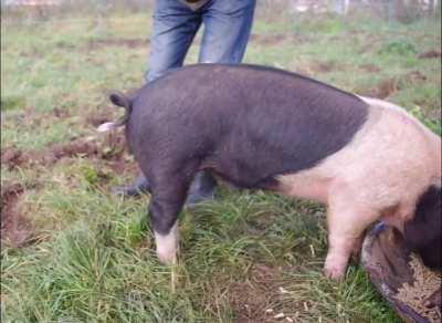 How to make a pig's curly tail straight