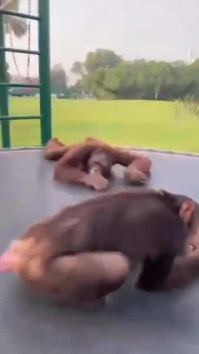 enjoying trampoline