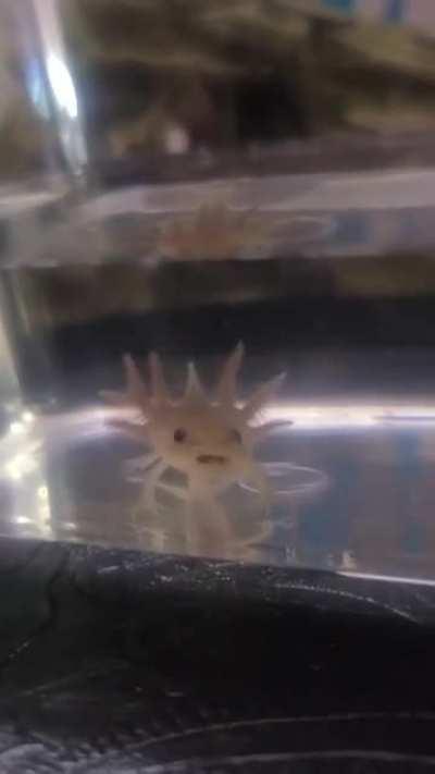 Hershey the little Axolotl loves to sing!