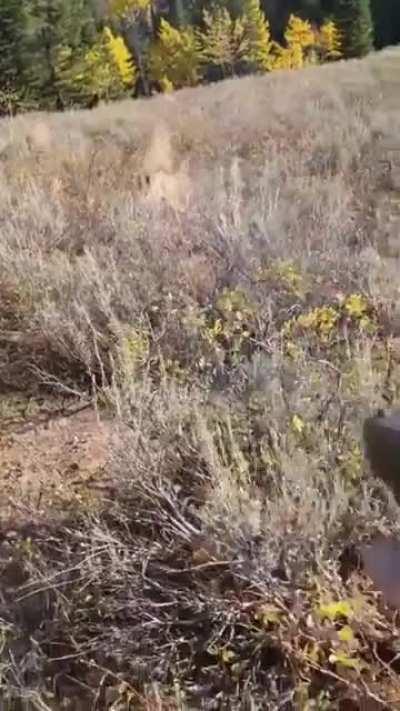 A Mountain Lion Chasing an armed guy