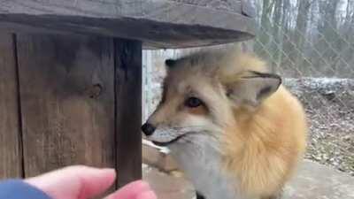 Adorable Talking Fox 🦊