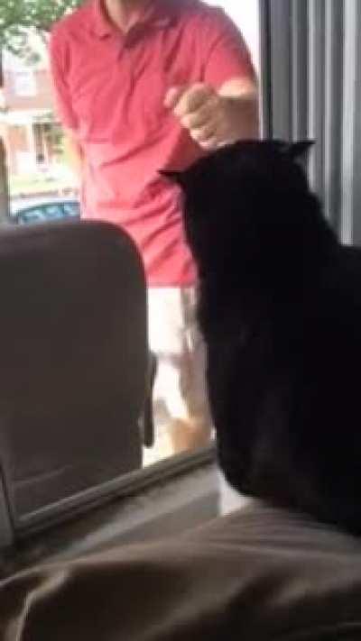 Cat sees the owner bringing a new dog