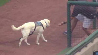 The bestest bat boy in Baseball