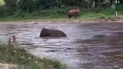 Elephant kiddo thought human is drowning and tries to save him