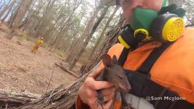 Man Saves Baby Kangaroo's Life During Australian Bushfires