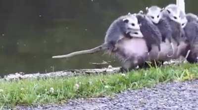 🔥 Hardworking Opossum mama carrying her babies