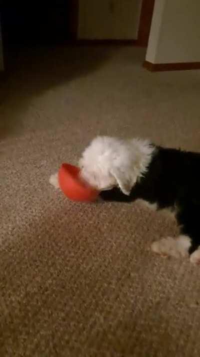 Puppy steals cereal bowl.