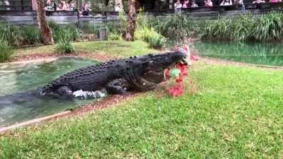 This is Elvis. He's 53 years old and apparently loves fruit.