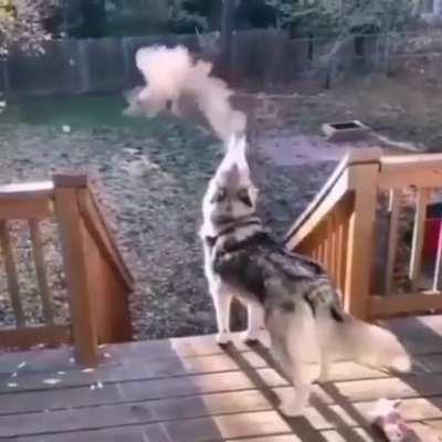 A husky howling in subzero temperature