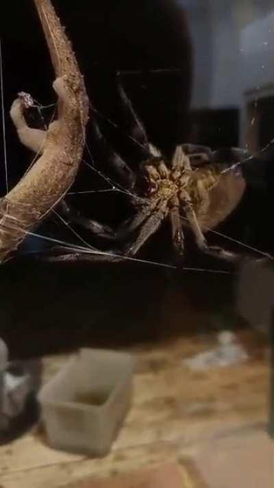 Garden Orb Weaver outside my kitchen window caught a lizard.