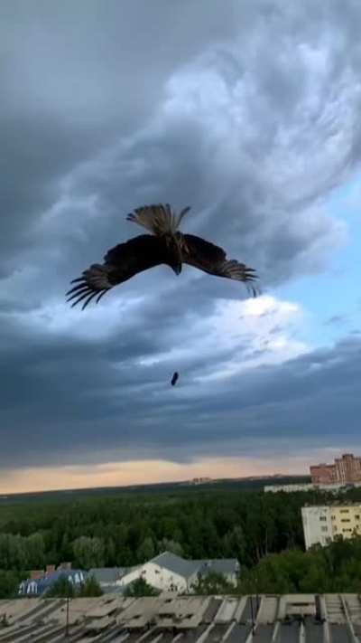 Bird of prey performs aerial maneuver