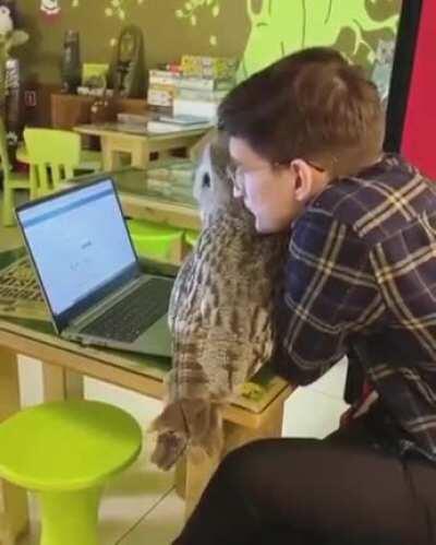 Owls are the cats of the air