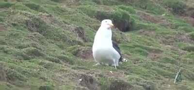 🔥 this seagull gobbling up the whole rabbit 🔥