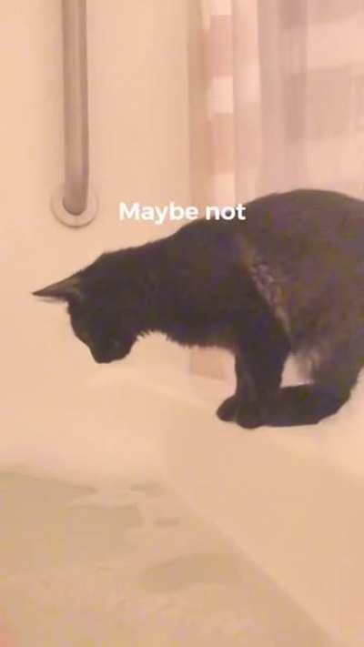 Kitten curious with water