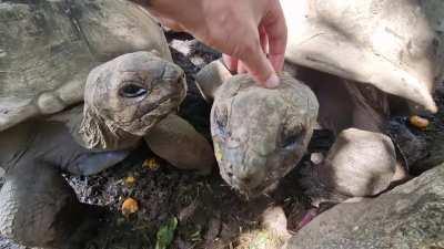 Did you know giant tortoises love head scratches?