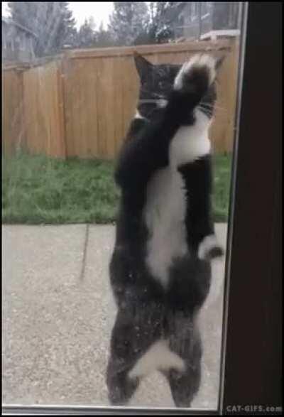 Can't you see that I have a mustache? Let me in right meow!