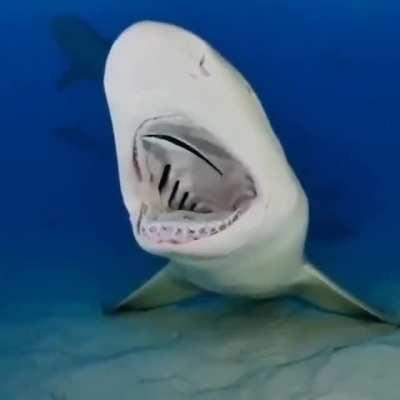 Lemon shark gets a VIP teeth cleaning