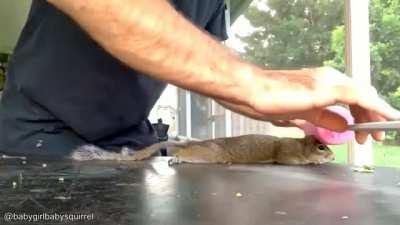 Massaging a pet squirrel