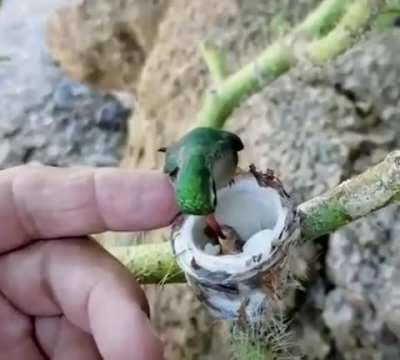 Hummingbird mom with small chicks