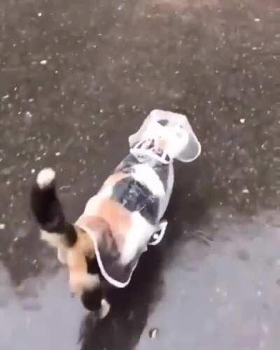 Ever seen a cat with a raincoat before? Now you have.