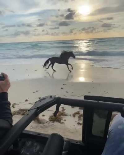 🔥 Photographer capturing horse galloping along the shoreline