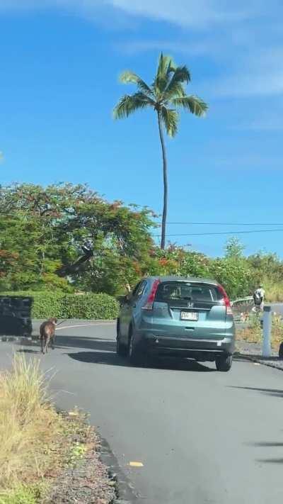 The strangest ten seconds of dog-walking I ever did see