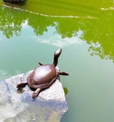 Turtle doing yoga