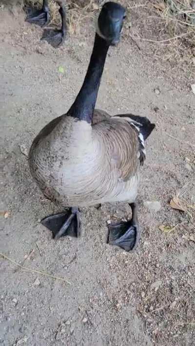 Family of geese just waddled up to say hi???