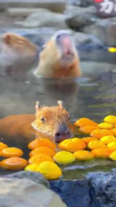 Capybaras relaxing in a hot bath during winter. With oranges.