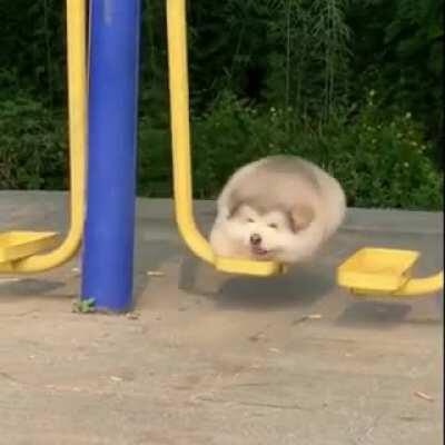 This dog on a swing.