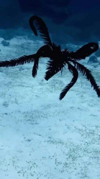 🔥 Feather Star swimming