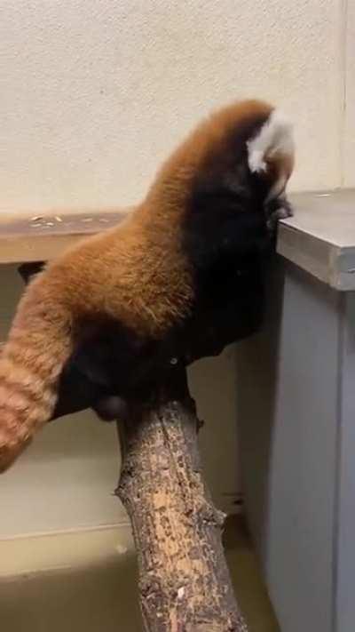 Baby red panda learning how to use her paws!