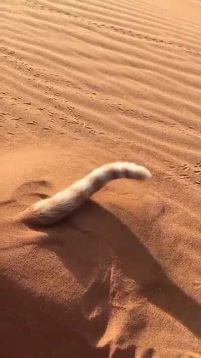 Wow, the sandworms in the new Dune movie look amazing