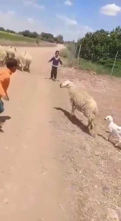 Taking baby lamb from it's mother