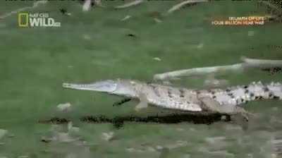 🔥 Crocodiles can Gallop, but Alligators cannot.