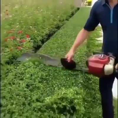 This man cutting this bush