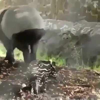 🔥 An adorable baby Malayan tapir 🔥