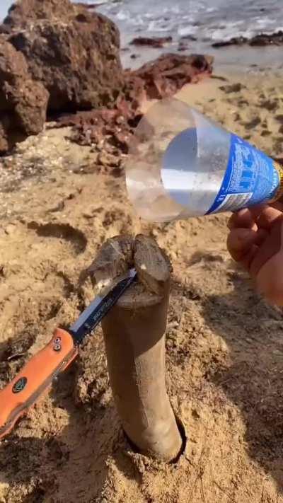 How to get drinking water from a tree