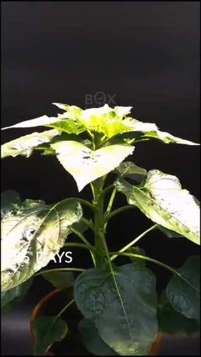 Blooming Sunflower Time-lapse