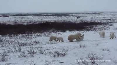 Polar Bear Mothers fight as their Cubs look on.