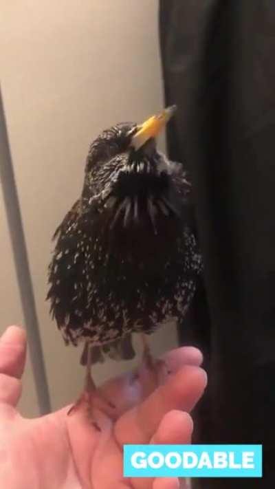 European starlings are so good at mimicry, they can even do human speech.