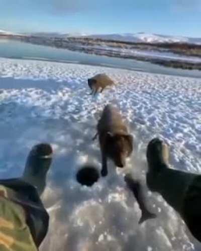 🔥 Sharing a fish with some foxes