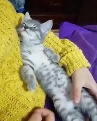 The way this cutie falls asleep within no time in his good hoomans lap