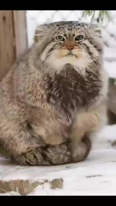 The high-altitude pallas cat