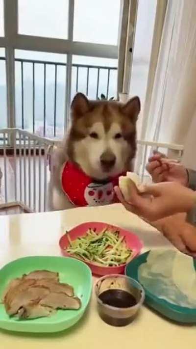 Husky complains until his treat is dipped in sauce