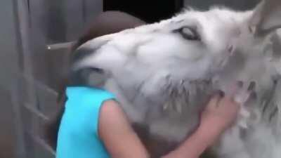 This donkey's reaction to seeing the girl who raised him ❤