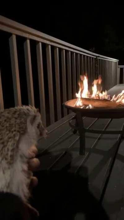 Soaking up our final days of Summer. He was grumpy about not getting to taste test the marshmallows.