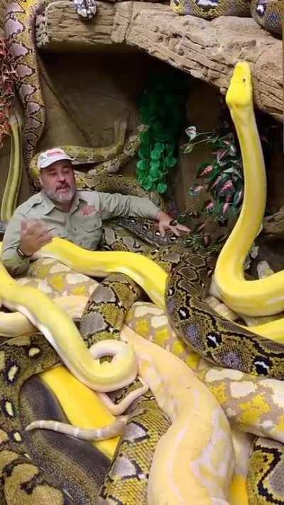 This man makes giant snakes his pet